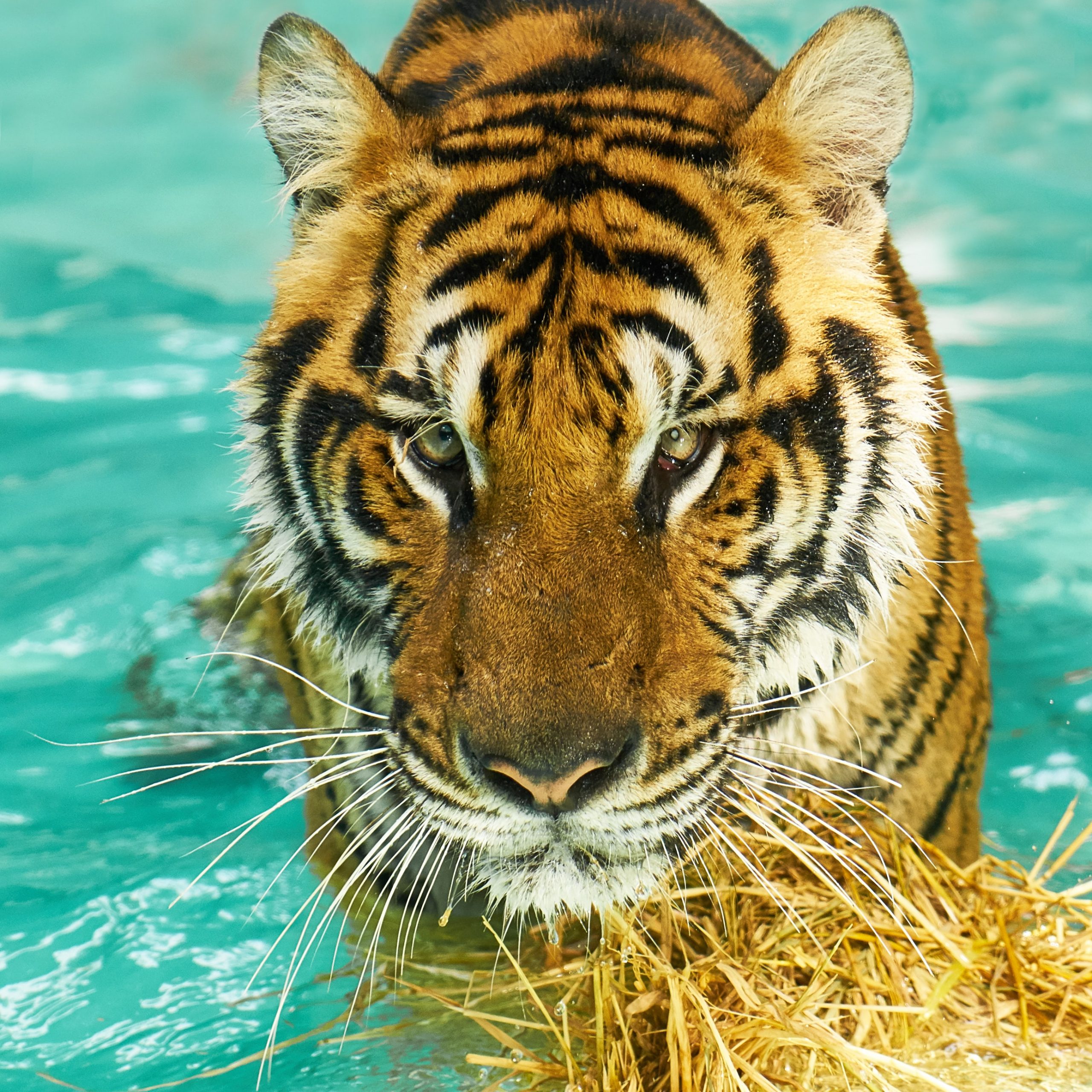 **Eric Love's Net Worth: The Man Behind the Tiger King Phenomenon**